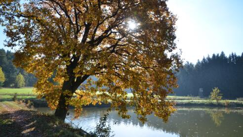 Weiher bei Dinkelsbühl