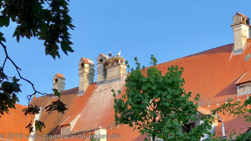 Störche auf dem Fuggerbau