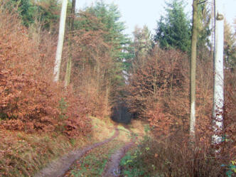 Der alte Räuberwald ist im Herbst besonders Farbenprächtig.