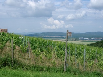 Weinanlage Reischklinge