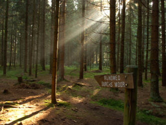 Im Wald beim Moor herrscht eine geheimnisvolle Stimmung.