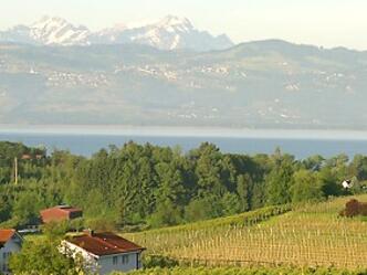 Obstanlagen rund um Bodolz, oberhalb des Bodensees.