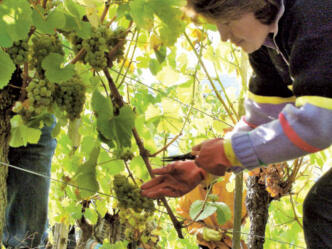 Eine Winzerin bei der Weinlese.