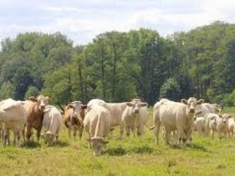 Naturschutzbeweidung mit alten Nutztierrassen