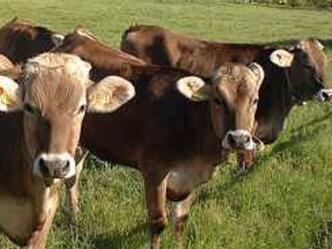 Unser Allgäuer Braunvieh