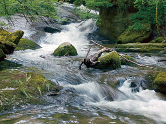 Der Tobelbach begleitet uns ein Stück des Weges.