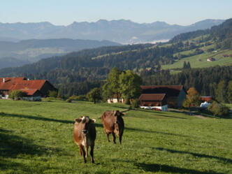 Kühe, Berge, blauer Himmel, was braucht man mehr?
