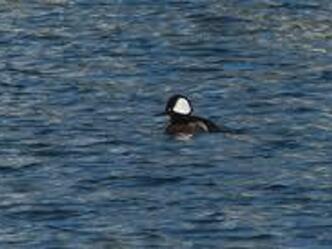 Schellente am Fuschlsee