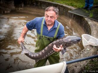 Hader Gottfried mit Stör