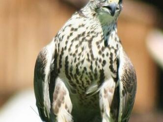 Falknerei-Burg-Obernberg