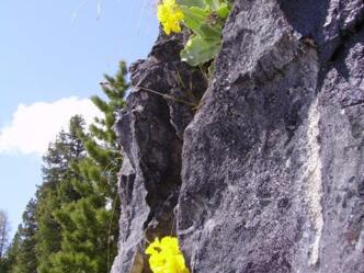 Bergblumen im Fels