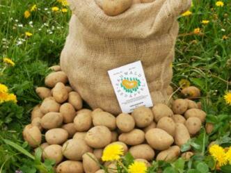 Direktvermarkter Schasching