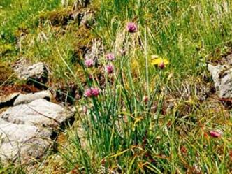 09 Wilder Schnittlauch