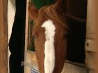 Reitstall Tischlpoint