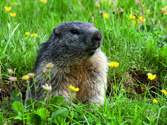 Salzkammergut Tierweltmuseum