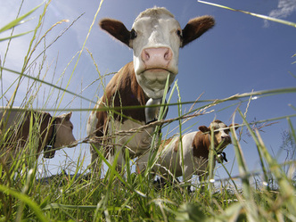 Bäckeralm: den Kälbern beim Grasen zuschaun. Das entspannt.