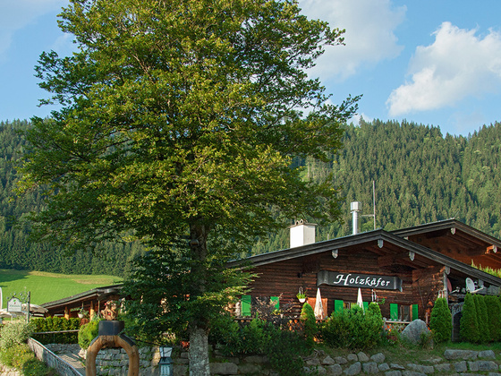 Der Holzkäfer in der Buchenhöhe