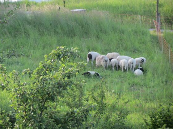 Auf dem Weg zu den Zwergen