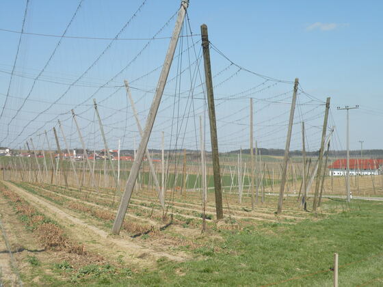 Hopfenlandschaft