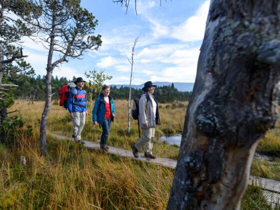 Brettleweg durch das Wiesfilz