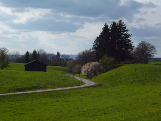 Mitten durch die idyllische Hügellandschaft führt der Weg vom Schellenberg zurück nach Eberfing.