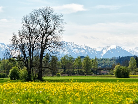 Blick in die Berge aus der Weilheimer Ammer Au