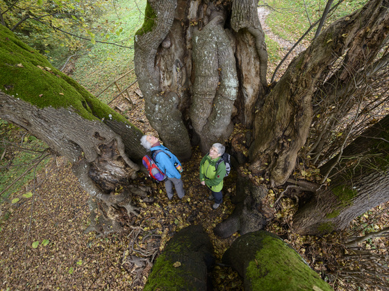 Baumriesen von Wessobrunn