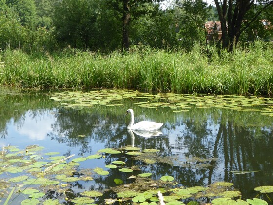Der Schwan und der Alte Kanal