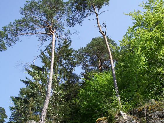 Bernheck, Plecher Schlaufe