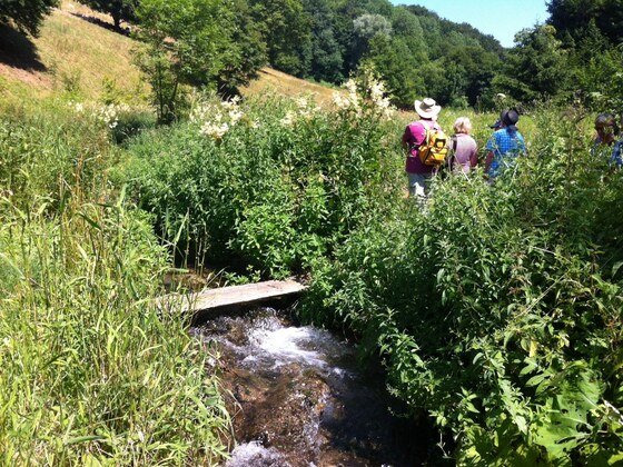 Im Wiesengrund über den Bach
