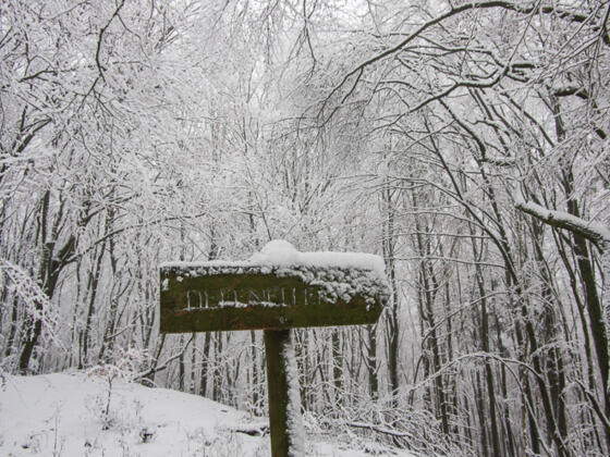 Tief verschneiter Waldweg