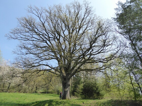 Friedenseiche bei Kucha
