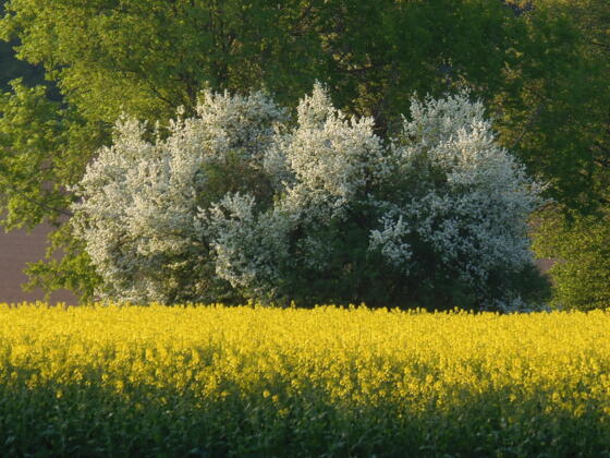 Schleifenroute - blühende Wiese in der Nähe von Dinkelbühel im Naturpark Altmühltal