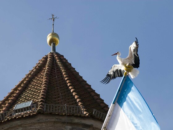 Storch sitzt auf Fahne. Im Hintergrund ein Dach mit einem Kreuz.