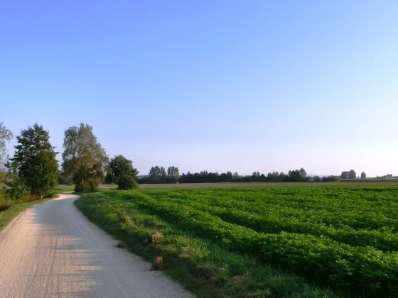 Ein Feldweg des Krautlandwegs 2 erstrahlt im Sonnenlicht neben grünen Wiesen.