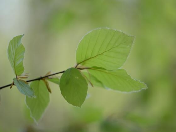 Buche, finde diesen Baum.