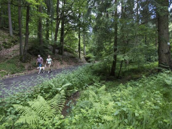 Wandern durch die Spessartwälder