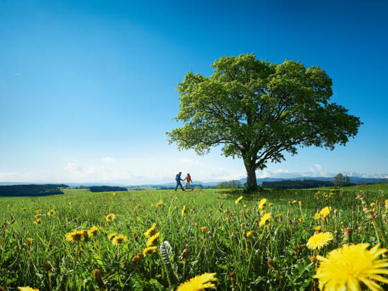 Die Wiesengänger Route