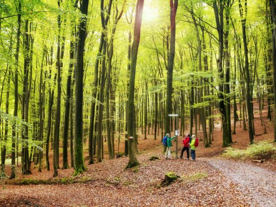 schöner Buchenwald zwischen Heimathenhof und Volkersbrunn