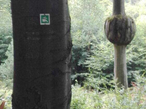 Kurioser Baum