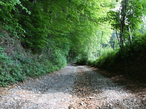 Zum Sachsenrieder Weiher