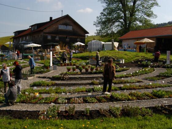 Artemisia Allgäuer Kräutergarten I
