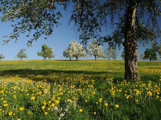 Streuobstbäume und Löwenzahnwiese