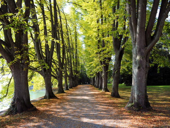 Lindenhofpark im Herbst