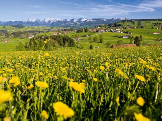 Löwenzahnwiese mit Bergblick