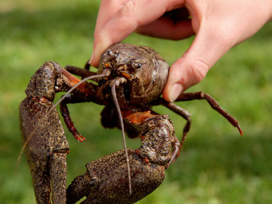 Edelkrebs aus dem Diezlinger Teich