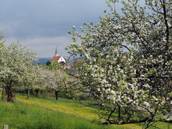 Streuobstwiese im Leiblachtal