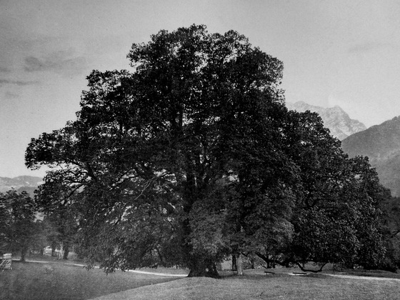 Die Hindenburglinde im Jahre 1900 | Fotografie von Friedrich Stützer