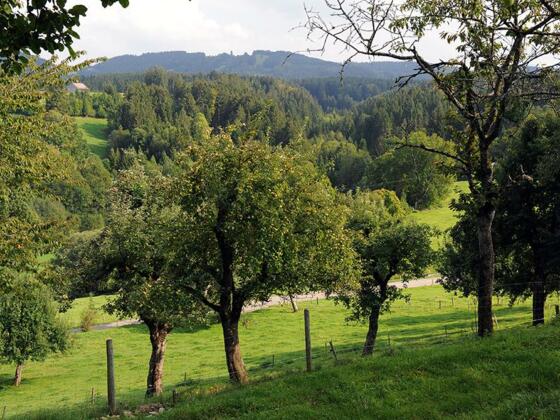 Streuobstwiese in Altensberg auf rund 700 Meter Höhe