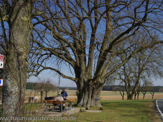 Russenlinde bei Breitenlesau